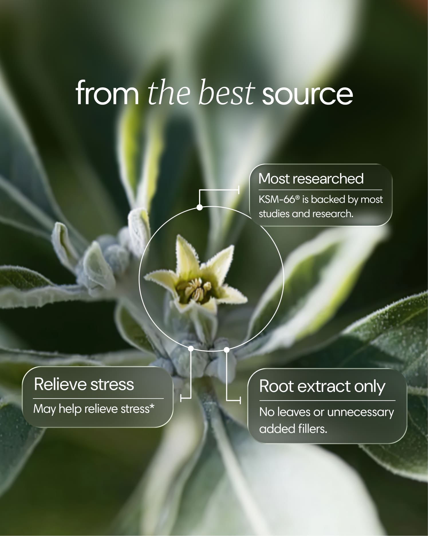  Clearly - Ashwagandha