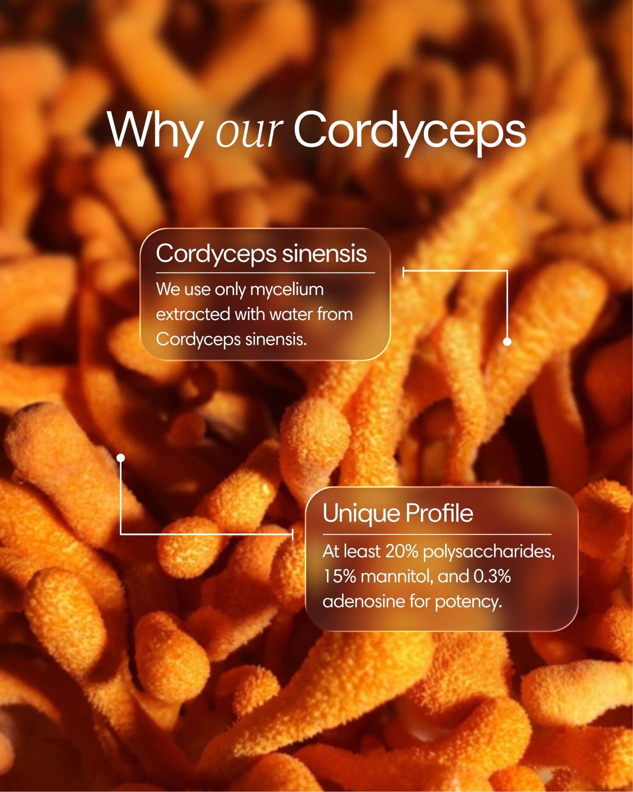  Clearly - Cordyceps