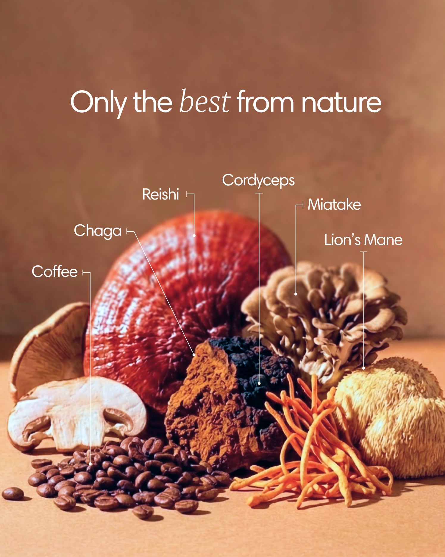 Clearly mushroom coffee package with contents, featuring a jar of mushroom coffee blend and related ingredients.