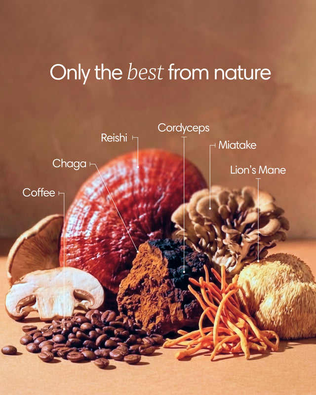 Clearly mushroom coffee package with contents, featuring a jar of mushroom coffee blend and related ingredients.