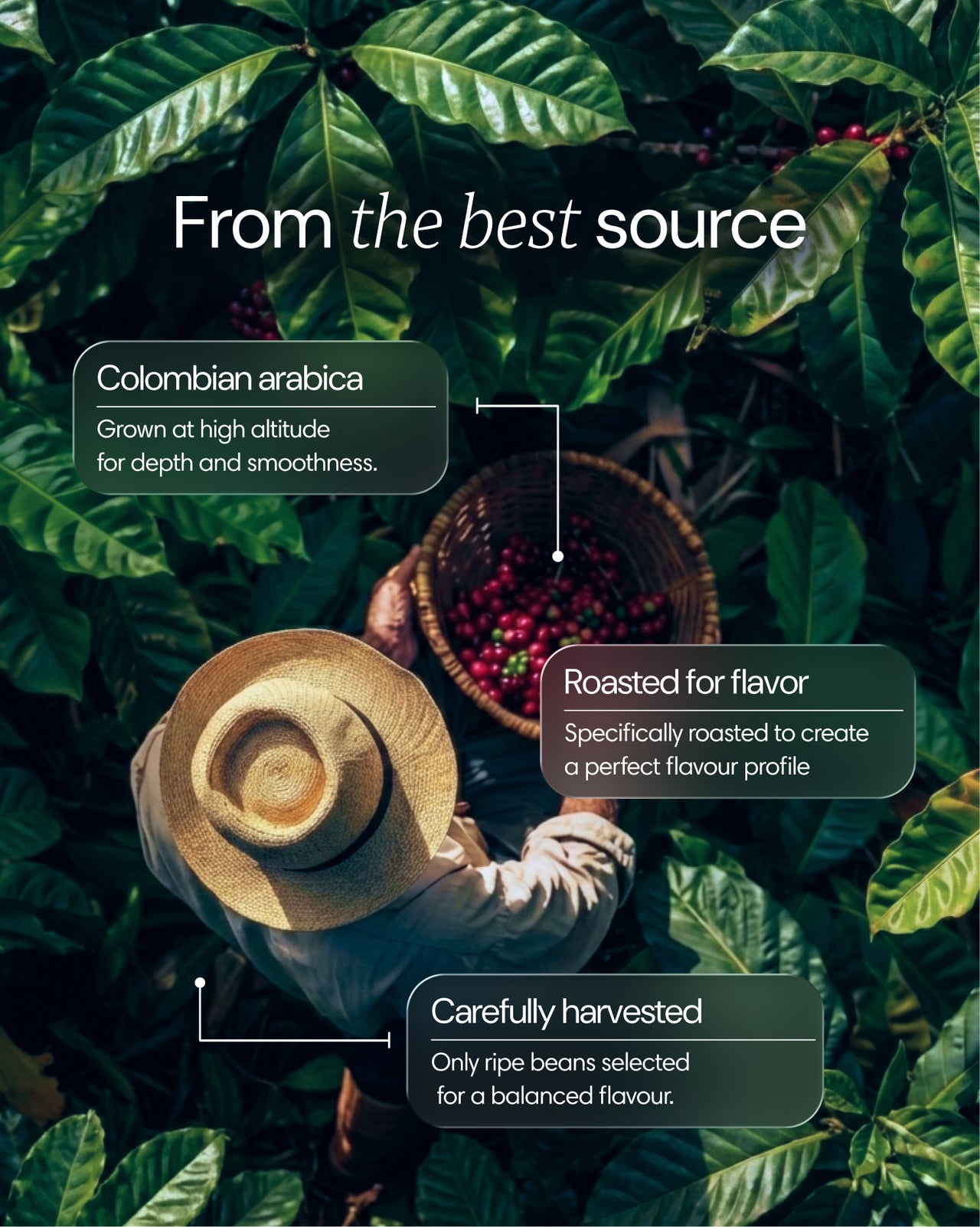 Clearly mushroom coffee in a mug with mushroom ingredients and brewing equipment, showcasing the natural origins of the product.